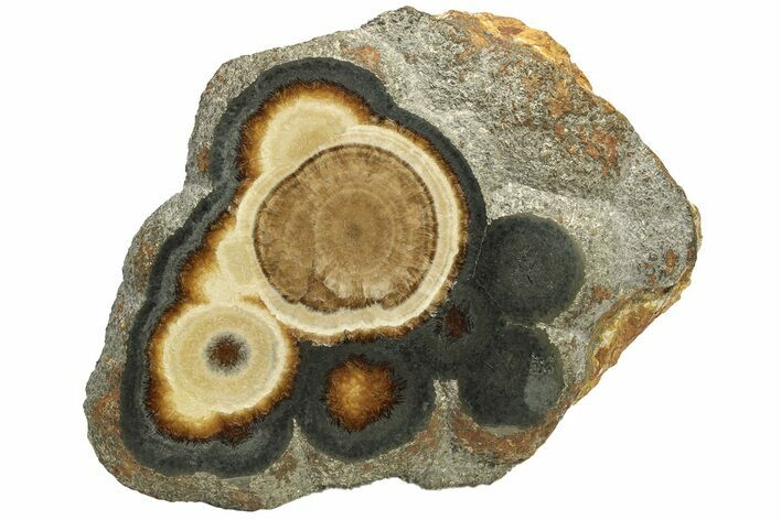 Polished Baryte and Marcasite - Lubin Mine, Poland #224707